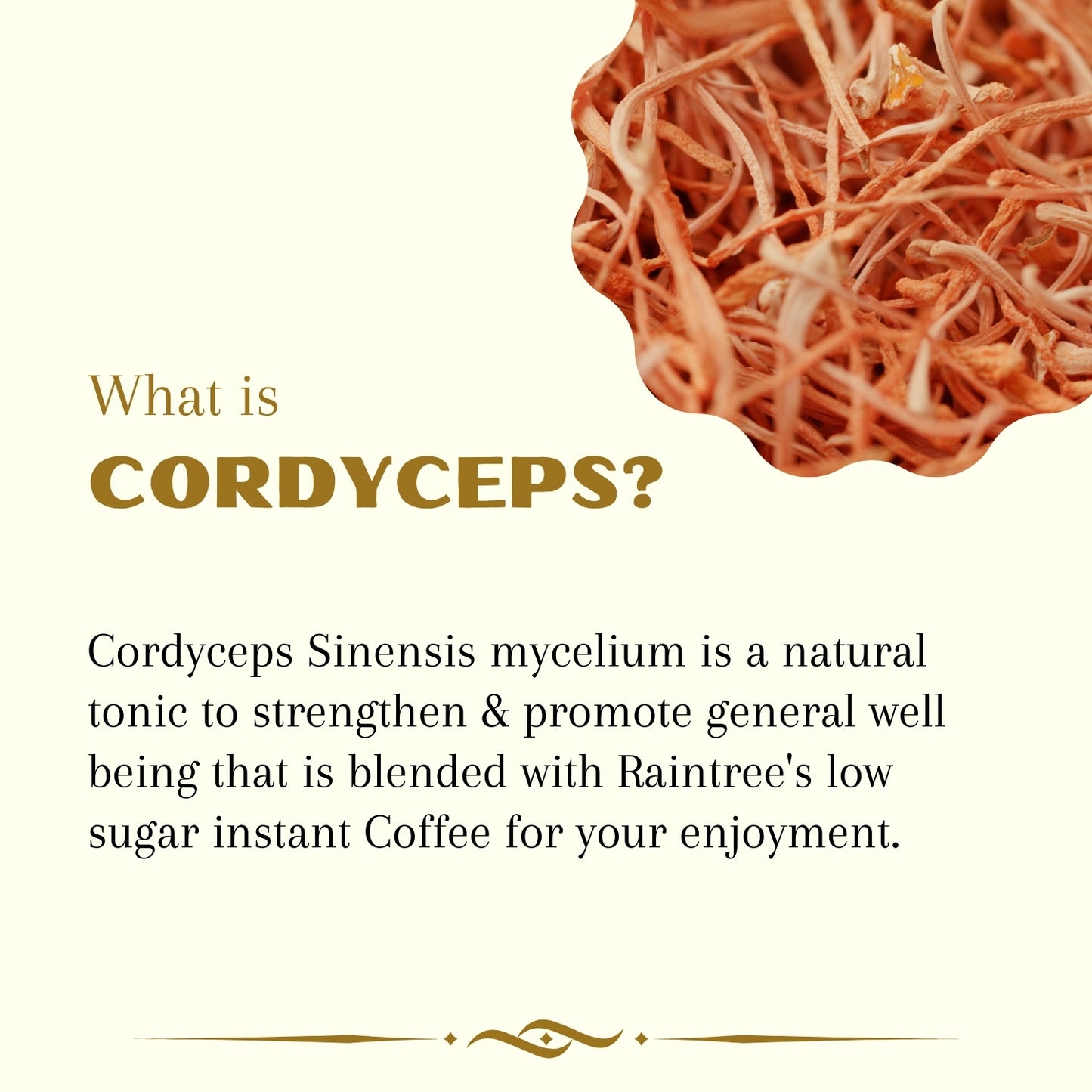 RAINTREE CORDYCEPS COFFEE